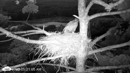 VINS Bald Eagles Nest Live Cams - Aug 14, 2026, 5:21am EDT