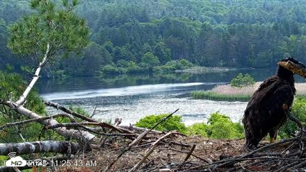 VINS Bald Eagles Nest Live Cams - Jun 10, 2026, 11:26am EDT