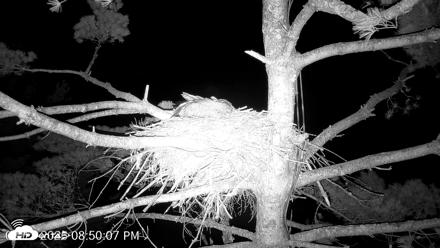 VINS Bald Eagles Nest Live Cams - Aug 13, 2026, 8:51pm EDT