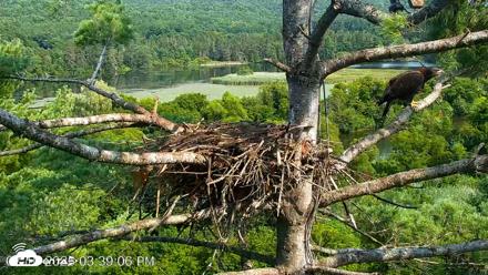 VINS Bald Eagles Nest Live Cams - Aug 10, 2026, 3:39pm EDT