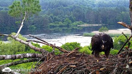 VINS Bald Eagles Nest Live Cams - Jun 26, 2026, 9:42am EDT