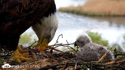 VINS Bald Eagles Nest Live Cams - May 13, 2026, 1:11pm EDT