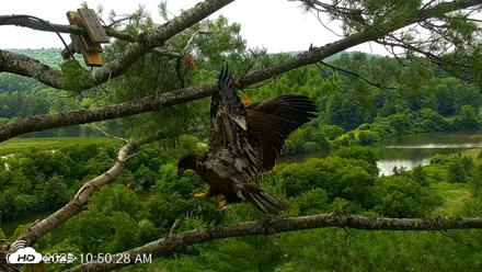 VINS Bald Eagles Nest Live Cams - Jul 22, 2026, 10:51am EDT