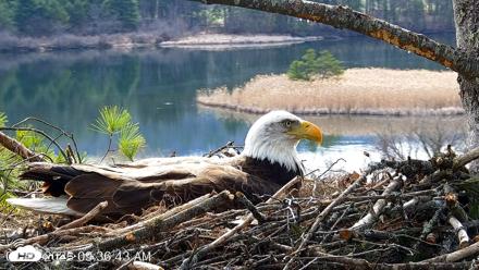 VINS Bald Eagles Nest Live Cams - Apr 14, 2026, 9:37am EDT