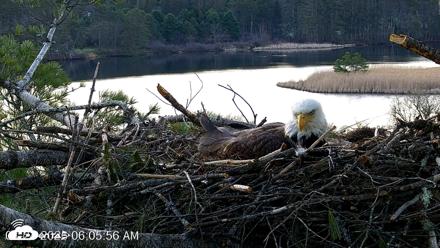 VINS Bald Eagles Nest Live Cams - Apr 24, 2026, 6:06am EDT