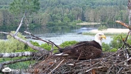 VINS Bald Eagles Nest Live Cams - Jun 19, 2026, 8:48pm EDT