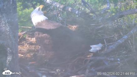 VINS Bald Eagles Nest Live Cams - May 10, 2026, 2:22pm EDT