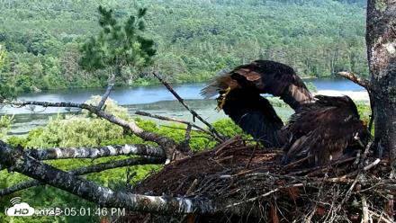 VINS Bald Eagles Nest Live Cams - Jul 2, 2026, 5:02pm EDT