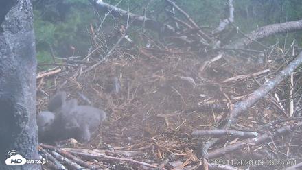 VINS Bald Eagles Nest Live Cams - May 11, 2026, 9:17am EDT