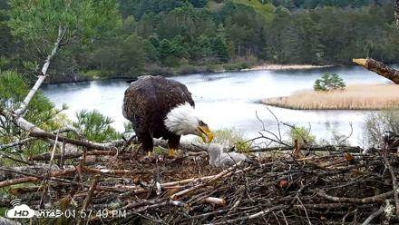 VINS Bald Eagles Nest Live Cams - May 8, 2026, 1:58pm EDT