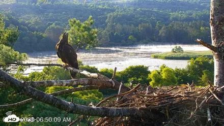 VINS Bald Eagles Nest Live Cams - Jul 23, 2026, 6:50am EDT