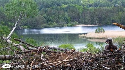 VINS Bald Eagles Nest Live Cams - May 19, 2026, 4:11pm EDT