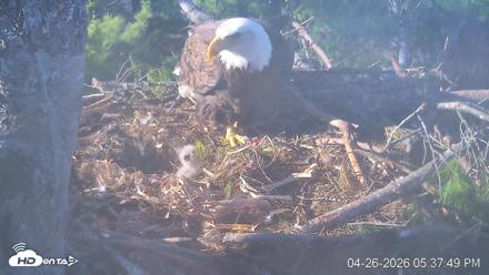 VINS Bald Eagles Nest Live Cams - Apr 26, 2026, 5:38pm EDT