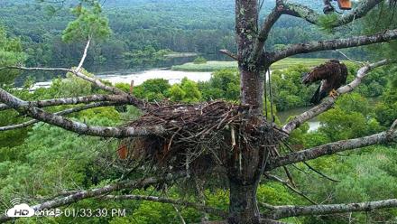 VINS Bald Eagles Nest Live Cams - Jul 30, 2026, 1:35pm EDT