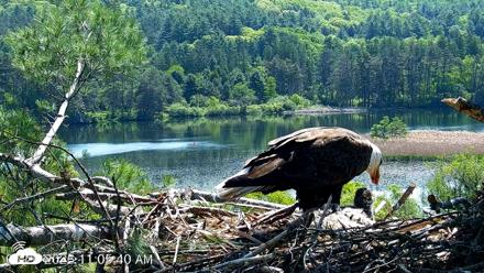 VINS Bald Eagles Nest Live Cams - May 26, 2026, 11:06am EDT