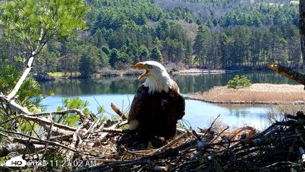 VINS Bald Eagles Nest Live Cams - Apr 27, 2026, 11:27am EDT
