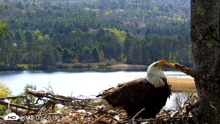 VINS Bald Eagles Nest Live Cams - May 5, 2026, 9:59am EDT