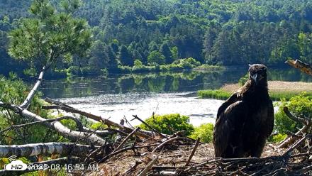 VINS Bald Eagles Nest Live Cams - Jun 16, 2026, 8:47am EDT