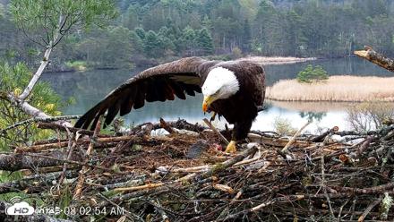 VINS Bald Eagles Nest Live Cams - May 2, 2026, 8:03am EDT