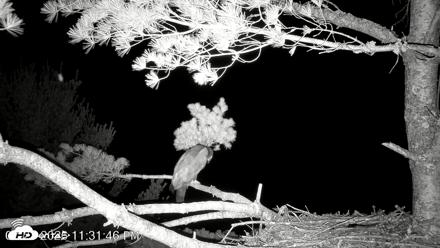 VINS Bald Eagles Nest Live Cams - Jul 21, 2026, 11:32pm EDT