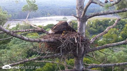 VINS Bald Eagles Nest Live Cams - Aug 22, 2026, 5:58am EDT