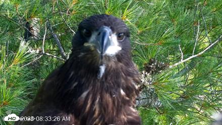 VINS Bald Eagles Nest Live Cams - Jul 26, 2026, 8:34am EDT