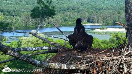 VINS Bald Eagles Nest Live Cams - Jul 1, 2026, 5:34pm EDT