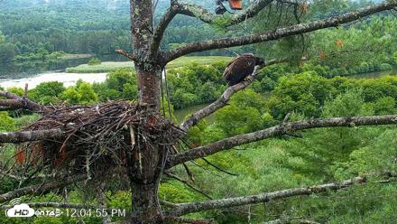VINS Bald Eagles Nest Live Cams - Jul 30, 2026, 12:06pm EDT