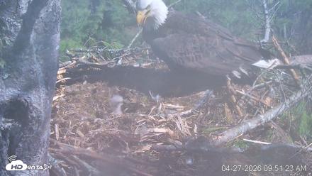 VINS Bald Eagles Nest Live Cams - Apr 27, 2026, 9:52am EDT