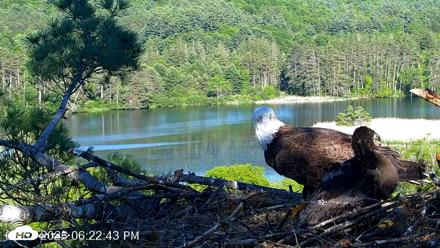 VINS Bald Eagles Nest Live Cams - Jun 3, 2026, 6:23pm EDT