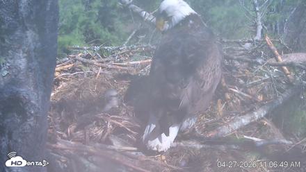 VINS Bald Eagles Nest Live Cams - Apr 27, 2026, 11:07am EDT