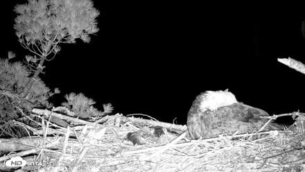 VINS Bald Eagles Nest Live Cams - May 11, 2026, 8:51pm EDT