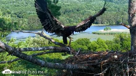 VINS Bald Eagles Nest Live Cams - Jul 22, 2026, 4:32pm EDT