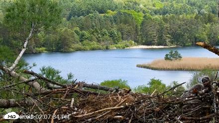 VINS Bald Eagles Nest Live Cams - May 19, 2026, 2:08pm EDT