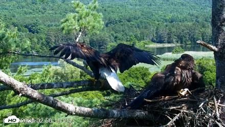 VINS Bald Eagles Nest Live Cams - Jul 24, 2026, 2:51pm EDT