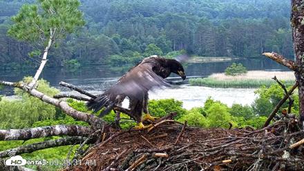 VINS Bald Eagles Nest Live Cams - Jun 26, 2026, 9:39am EDT