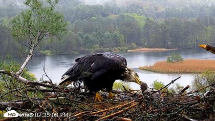VINS Bald Eagles Nest Live Cams - May 14, 2026, 2:35pm EDT