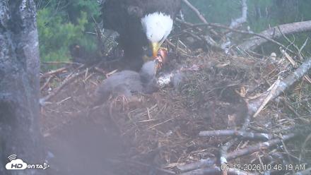 VINS Bald Eagles Nest Live Cams - May 12, 2026, 10:47am EDT