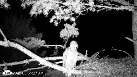VINS Bald Eagles Nest Live Cams - Jul 15, 2026, 3:55am EDT