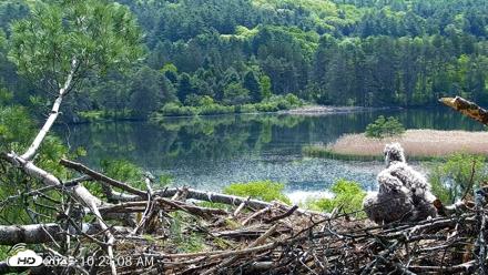 VINS Bald Eagles Nest Live Cams - May 23, 2026, 10:24am EDT
