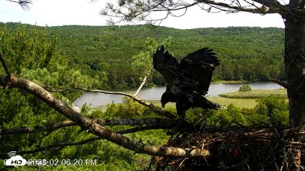 VINS Bald Eagles Nest Live Cams - Jul 17, 2026, 2:07pm EDT