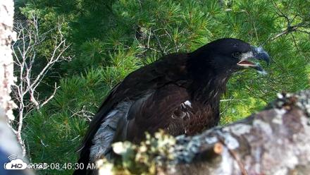 VINS Bald Eagles Nest Live Cams - Jul 26, 2026, 8:47am EDT