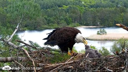 VINS Bald Eagles Nest Live Cams - May 21, 2026, 4:10pm EDT