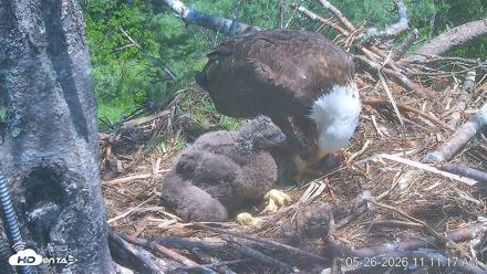 VINS Bald Eagles Nest Live Cams - May 26, 2026, 11:12am EDT