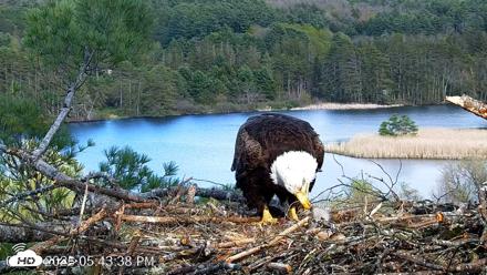 VINS Bald Eagles Nest Live Cams - May 8, 2026, 5:44pm EDT