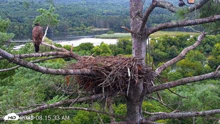 VINS Bald Eagles Nest Live Cams - Aug 17, 2026, 8:16am EDT