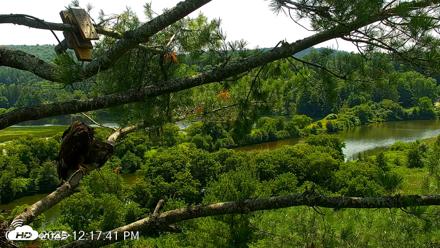 VINS Bald Eagles Nest Live Cams - Jul 20, 2026, 12:18pm EDT
