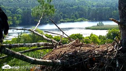 VINS Bald Eagles Nest Live Cams - Jul 3, 2026, 10:33am EDT