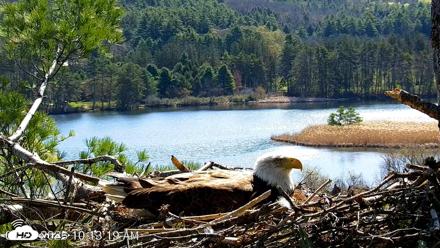 VINS Bald Eagles Nest Live Cams - Apr 28, 2026, 10:14am EDT
