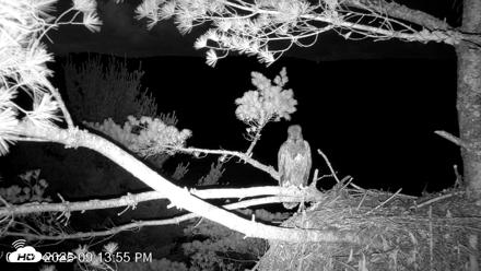 VINS Bald Eagles Nest Live Cams - Jul 9, 2026, 9:14pm EDT